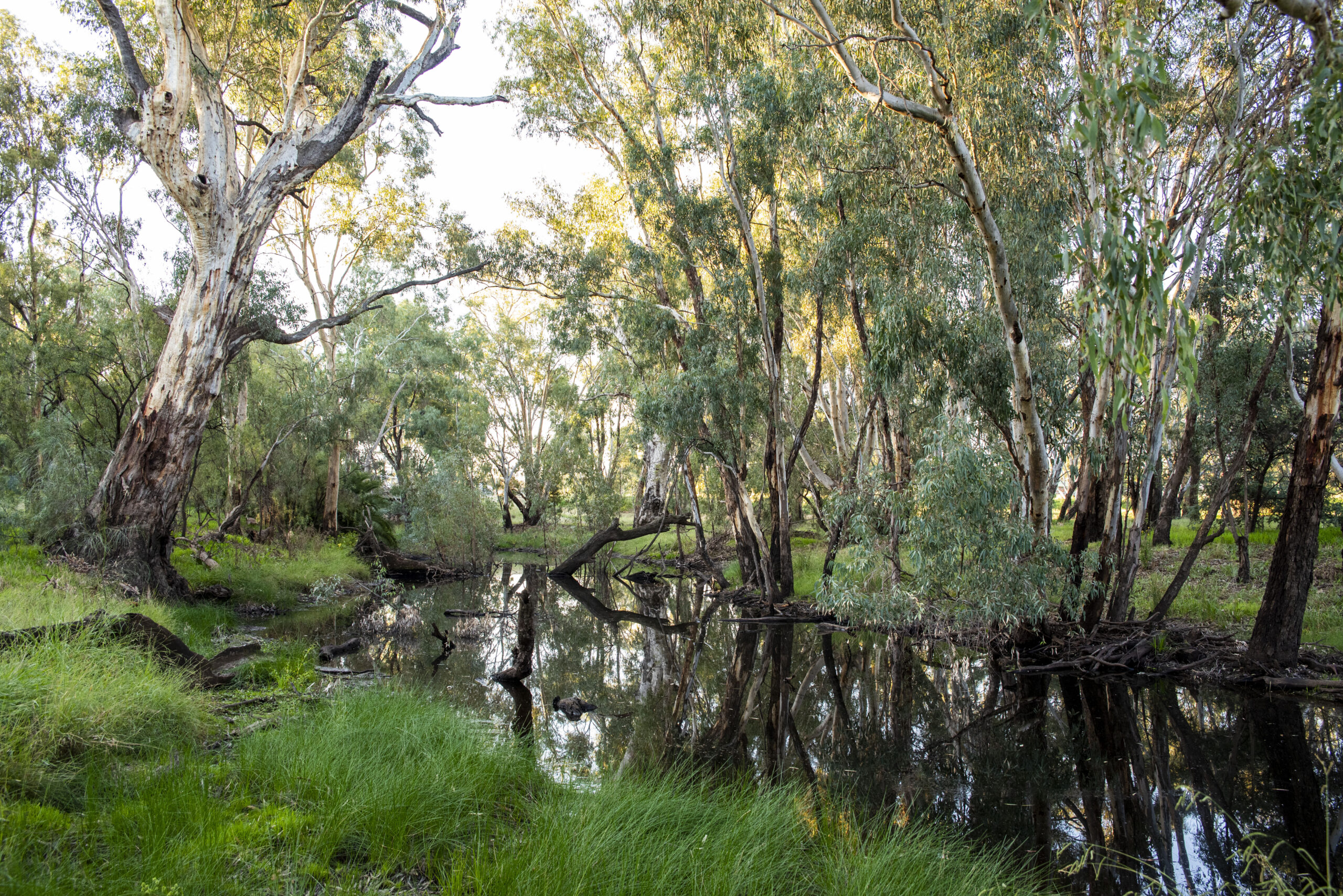 Wetland reflections