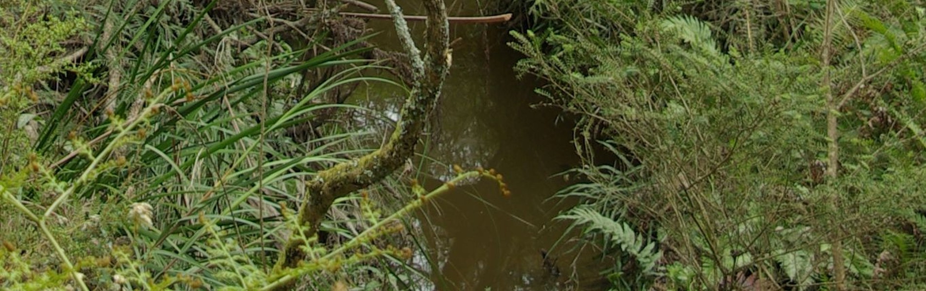 banner_stringybark-creek